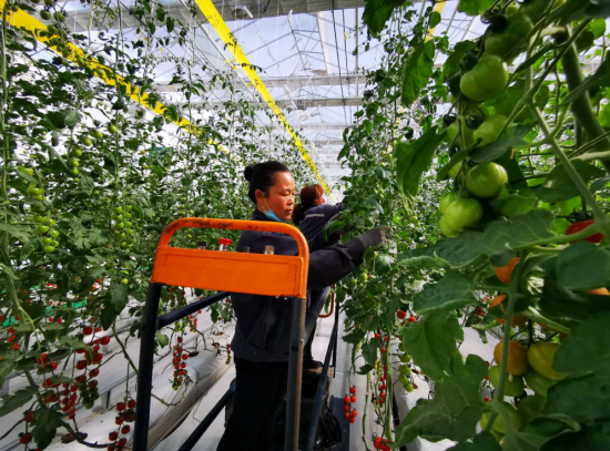 三農(nóng)日報|政策：力發(fā)展農(nóng)村直播電商等；報告：智能化養(yǎng)豬將向一體化發(fā)展