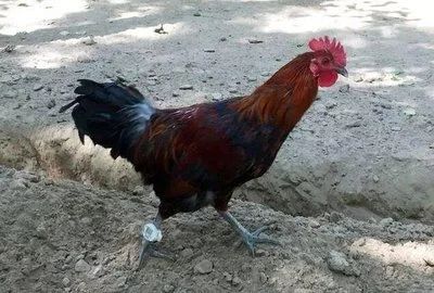 【數(shù)字農(nóng)業(yè)】京東“跑步雞”電商扶貧+追溯的創(chuàng)新模式