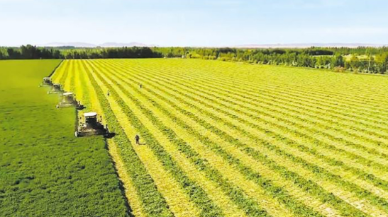 三農(nóng)日?qǐng)?bào)|政策：強(qiáng)化農(nóng)業(yè)科技和裝備支撐；專(zhuān)家：現(xiàn)代農(nóng)業(yè)需“美”和“精”