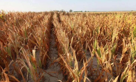 農業產業周報|中糧、濰柴雷沃、喜茶、紫燕食品、諾普信最新動態