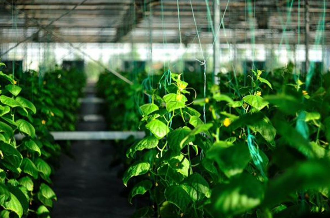 三農日報|政策：加大農業科技支持力度；專家：農村三產融合可提高農民收入