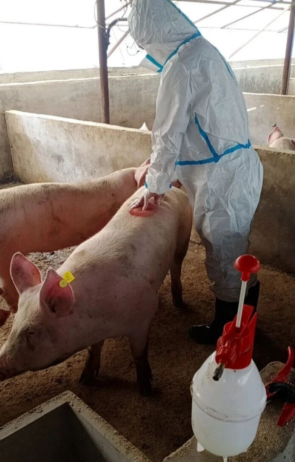 【養豬行業】養豬規模化發展中小豬飼料企業未來發展方向？