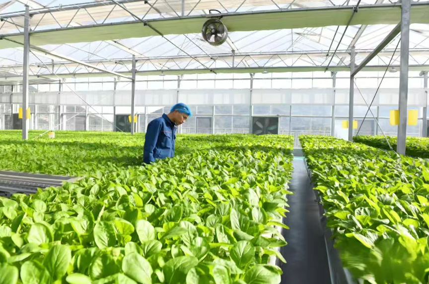 植物工廠掘金戰：五大商業模式破解90%虧損魔咒！