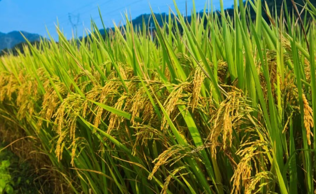 如何打造“集體經濟 + 社會資本 + 農戶” 產業發展模式