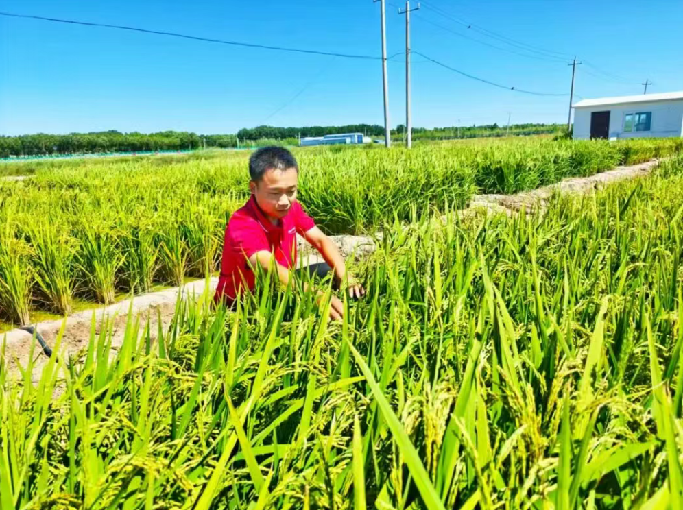 【循環(huán)農(nóng)業(yè)案例】牧原如何探索綠色循環(huán)農(nóng)業(yè)新路徑？