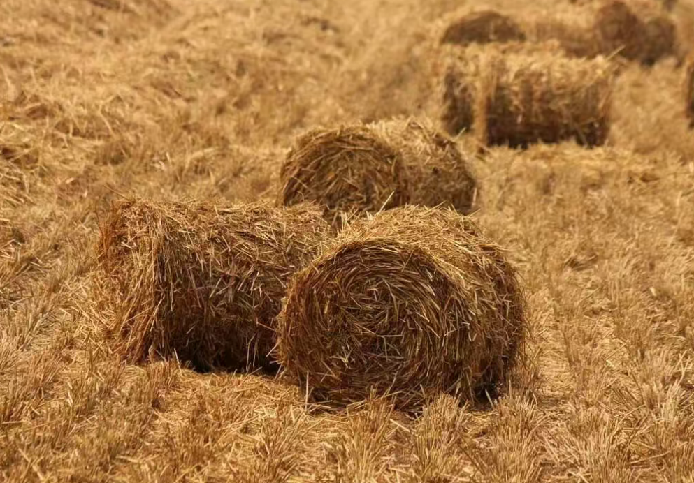 【政策解讀】農(nóng)業(yè)農(nóng)村部：四方面推進(jìn)農(nóng)業(yè)固體廢物資源化利用