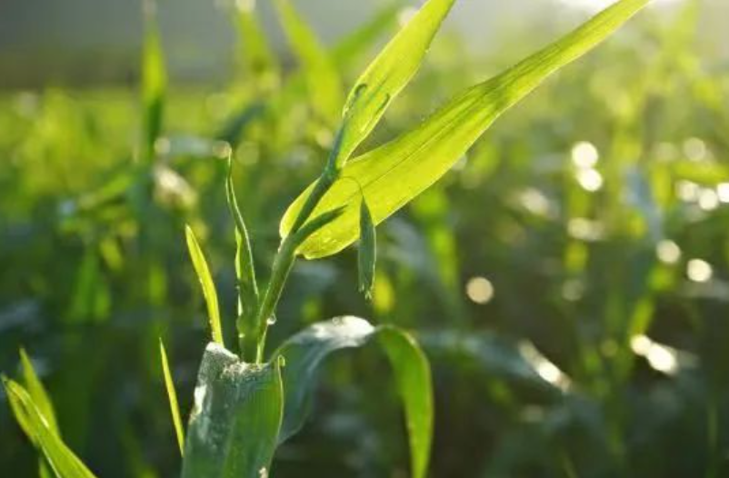 競爭慘烈！農資行業7條創新之路，引爆未來農資