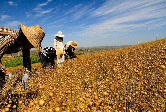 【政策解讀】2022年中央一號文件發布：全面推進鄉村振興！