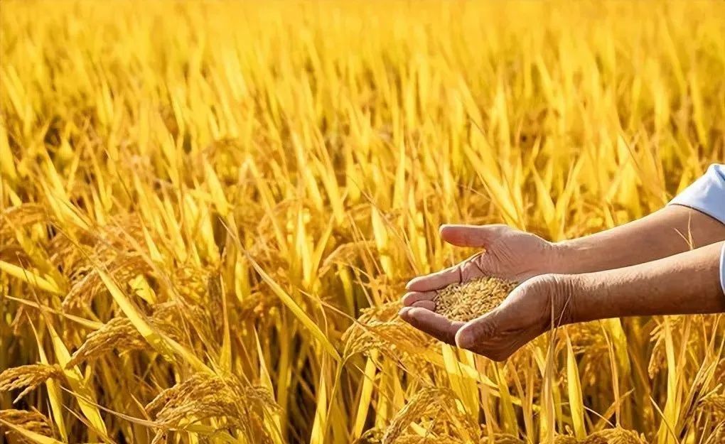 鄉村振興大賽道，8個創業方向，每一個領域都值得深耕