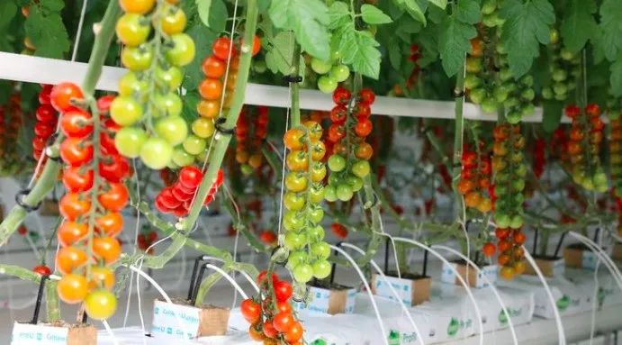 政策利好，設施農業如何引爆縣域經濟（以河北產業帶為例）