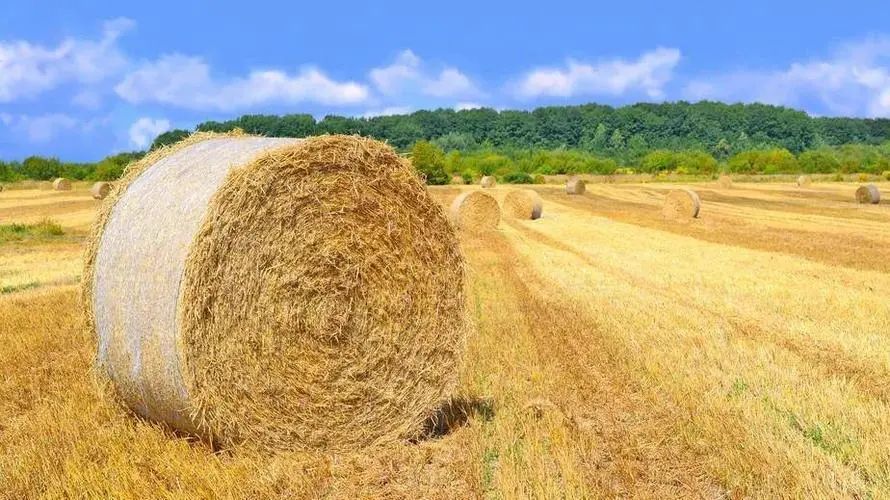 【政策解讀】229項！各省支持農業產業化龍頭企業的政策都在這里