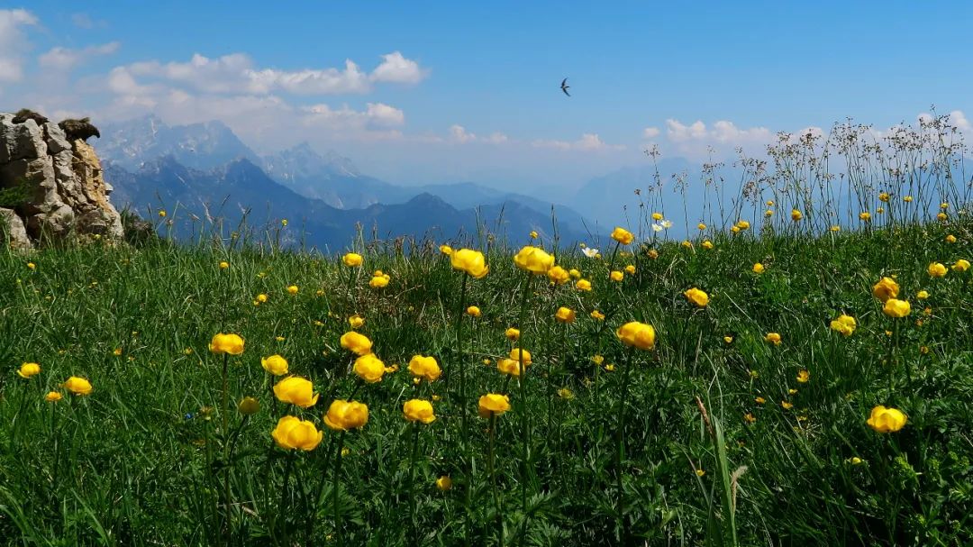 【鄉(xiāng)村振興案例】鄉(xiāng)村振興怎么搞，看這 5個鎮(zhèn)級鄉(xiāng)村振興新干法