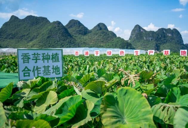 鄉村產業：農業農村現代化的跳板（附發展趨勢）
