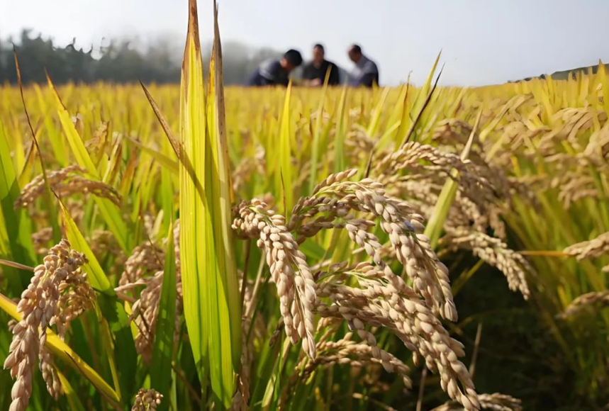 政策青睞!科技小院：鄉村振興新引擎,加速農業科技躍遷