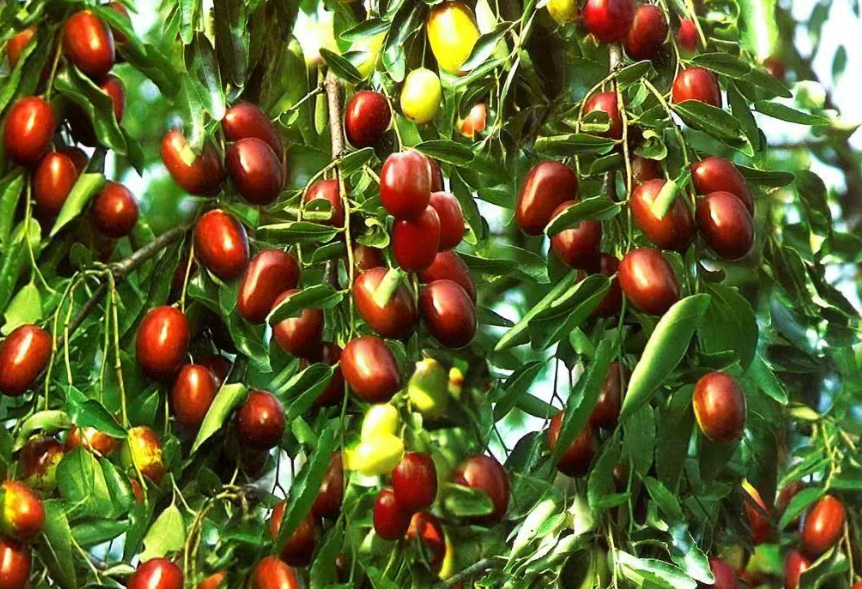 【鄉村振興案例】河北滄縣：以棗為勢，打造鄉村振興的金色產業