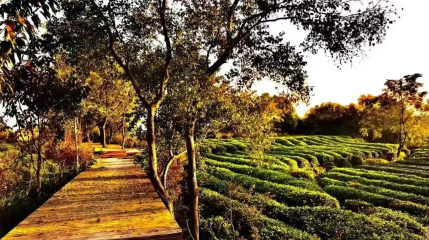 【鄉村振興】因村施策：探索鄉村振興的多元產業路徑