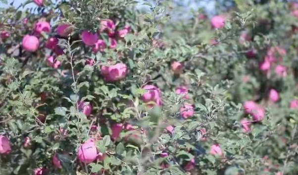 【鄉村振興模式】蘋果產業創新模式：棲霞市的振興之路