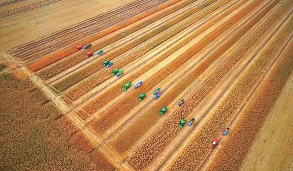 深度解讀！劃重點！中央一號文件有這些關鍵詞，機會也在這里