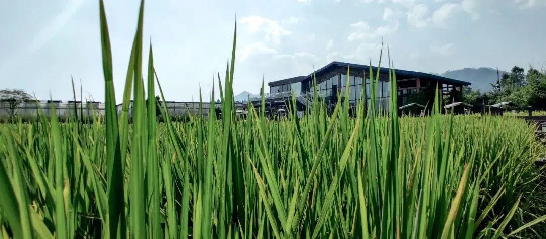 【實操經驗】小縣城如何搞田園綜合體？