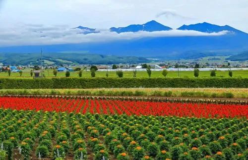 【世界農業案例】美國Fresno農業旅游區，在體驗中為農業增值