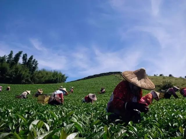 【商業案例】近距離看臺灣農業：為什么可以做得這么精致？