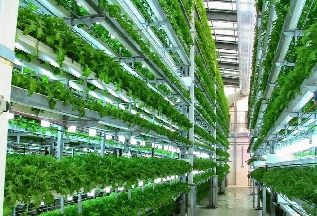 育種連接未來！如何讓遺傳學(xué)解鎖室內(nèi)農(nóng)場的潛力