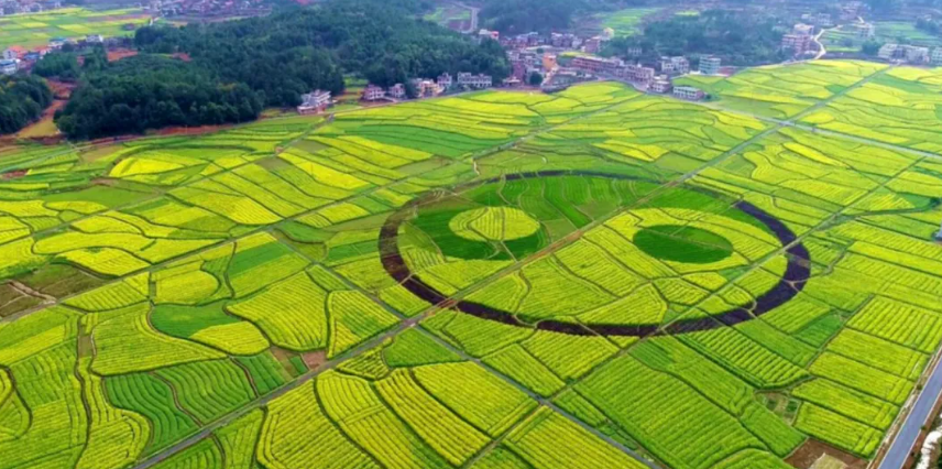 【現代農業】家庭農場、合作社、農業公司啥區別？申請補貼各有什么優勢？