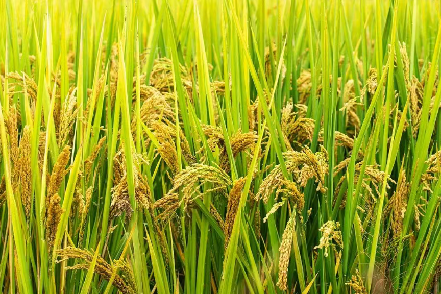 AI種田+數字孿生=未來農場？這5大趨勢正在顛覆行業