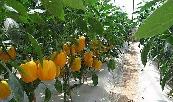 案例 | 土特產之路為什么越走越窄