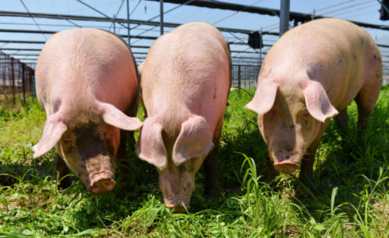 三農(nóng)日報|政策：做大做強農(nóng)產(chǎn)品加工業(yè)；數(shù)字農(nóng)業(yè)加速低效產(chǎn)能退出