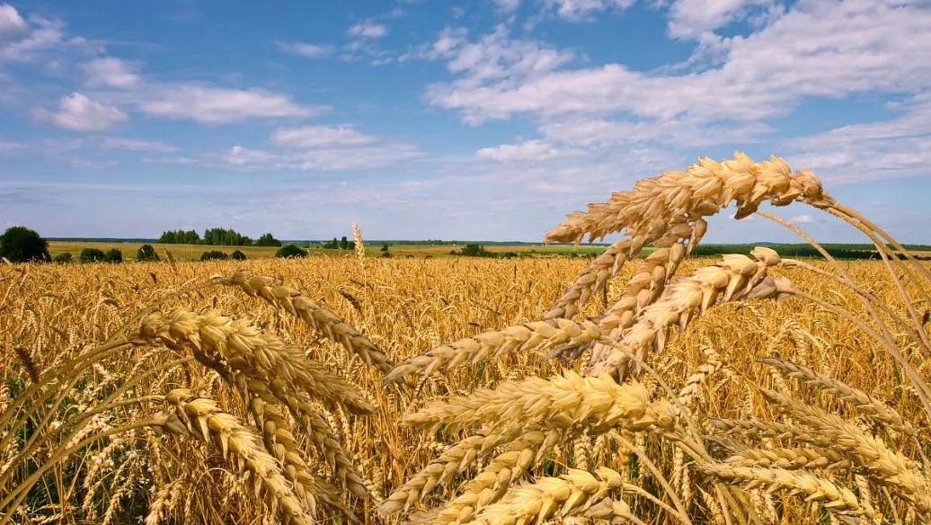 【產(chǎn)業(yè)透視】中國糧食版圖的變遷，每一小步都是國家大戰(zhàn)略