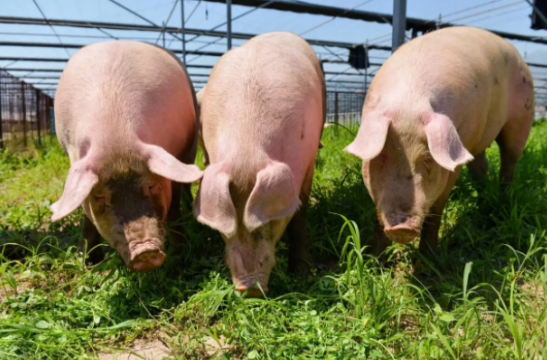 三農(nóng)日報|政策：發(fā)力數(shù)字技術(shù)引領(lǐng)農(nóng)業(yè)發(fā)展；報告：豬企加碼豆粕產(chǎn)品替代