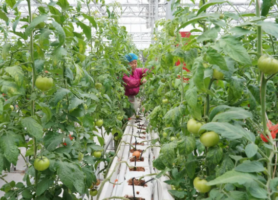 三農(nóng)日報|政策：扶持特色農(nóng)產(chǎn)品品牌；業(yè)內(nèi)：設施農(nóng)業(yè)還需政策與資金支持