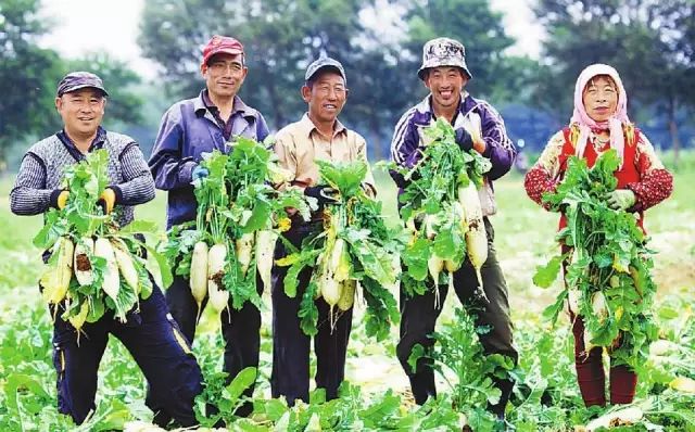 【案例復盤】盲目進軍蔬菜圈，巨虧500萬，買到了這些教訓