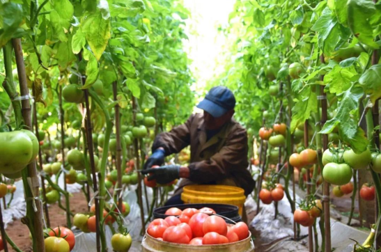 三農日報|政策：打造綠色優質農產品精品；調研：我國高效節水低于發達國家