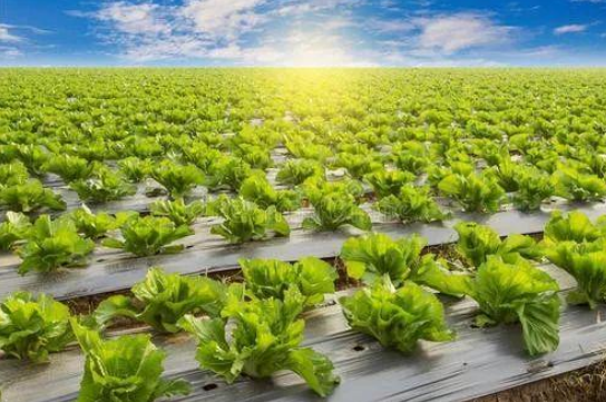 三農日報|政策：國家推進農業綠色可持續發展；預測：主食谷物價格或將提高30%