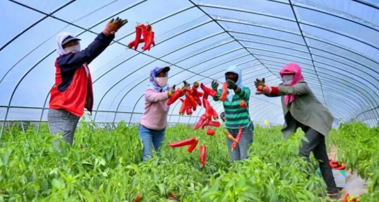 三農日報|政策：大力發展縣域富民產業；報告：雞肉替代豬肉效應下降