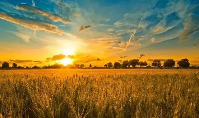 【虎年特刊】中國農(nóng)業(yè)進(jìn)入轉(zhuǎn)型期，5大趨勢正在發(fā)生，這是必經(jīng)之路