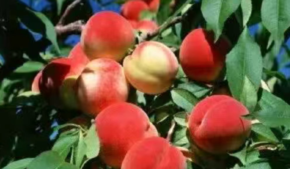 【品牌農業案例】蜜桃產業如何借助數字化轉型升級