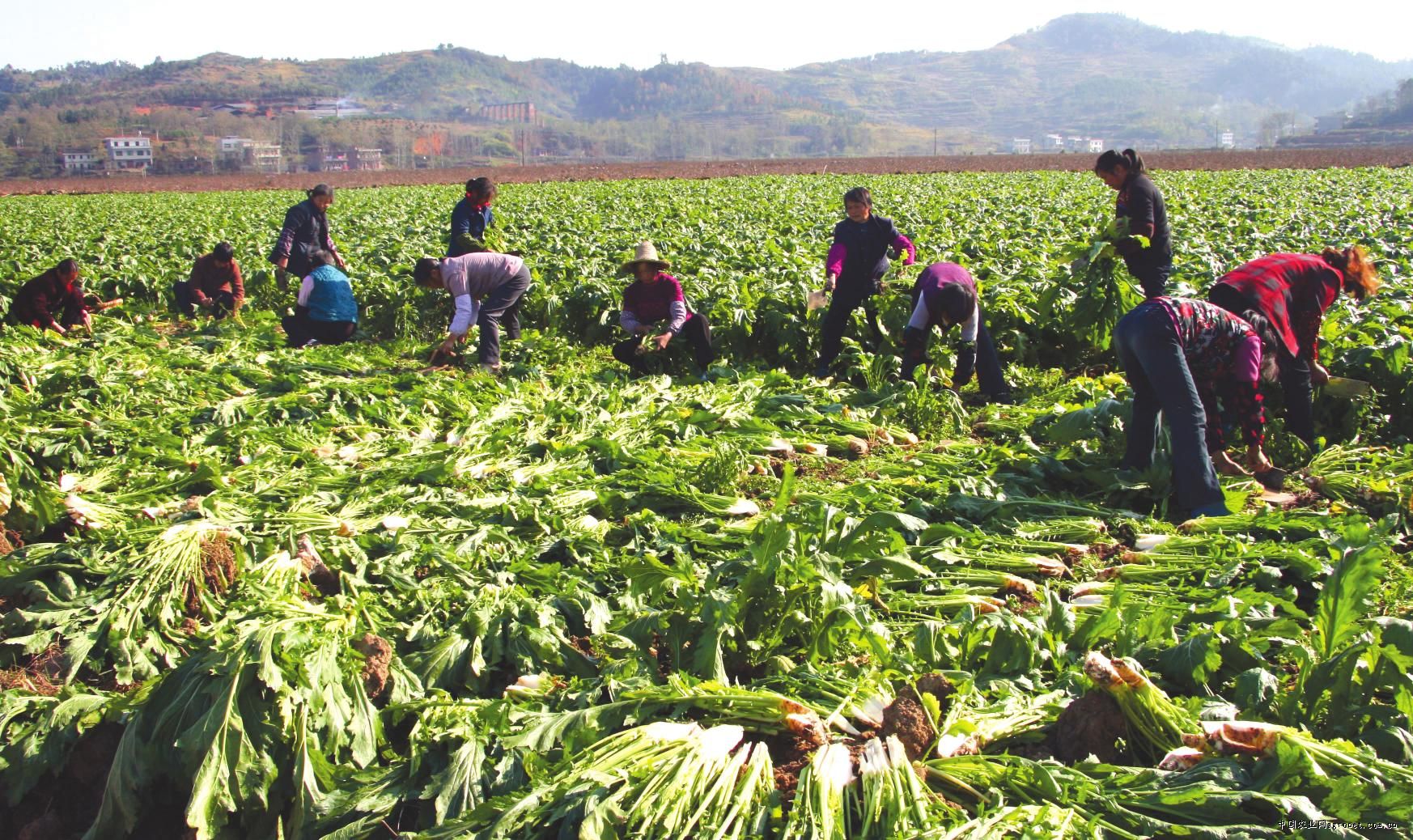 訂單農業如何玩？這些大佬公司告訴你幾大絕招