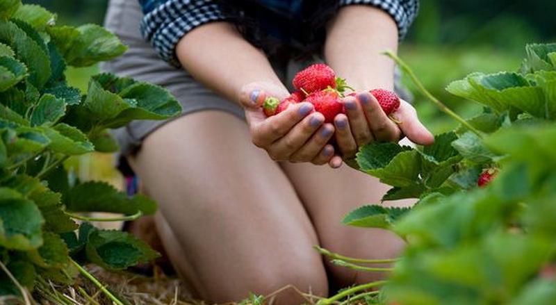 思考！互聯(lián)網(wǎng)+農(nóng)業(yè)未來趨勢及面臨的問題