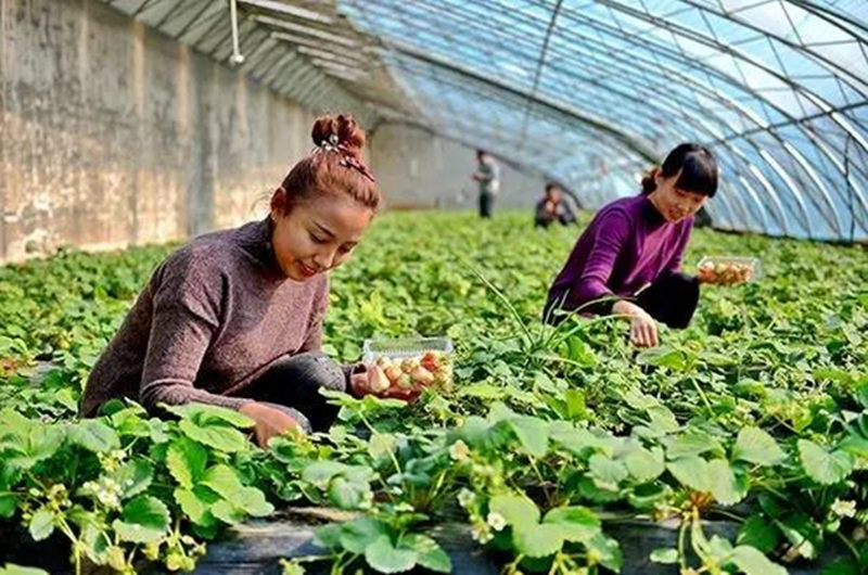 三農日報|1000億助推現代農業發展；專家：互聯網引爆農民思維；生鮮市場戰爭一觸即發！