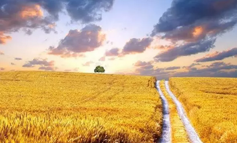 互聯網農業盛行了幾年，如今卻多半都是紙上談兵