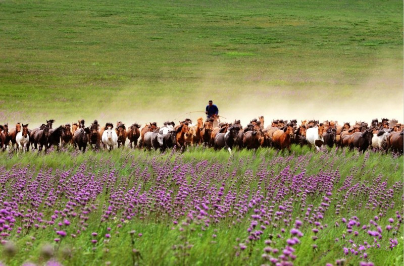 產業分析|農牧行業：同質化嚴重，互聯網是“救命稻草”！