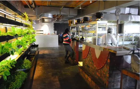 農業新玩法之二：魚菜共生+創意市集！