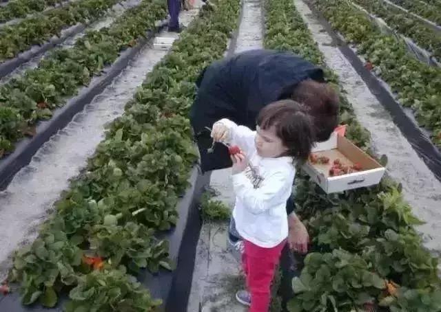 新模式|未來5年新農業十大發展趨勢，不可錯過的高科技現代化農場！