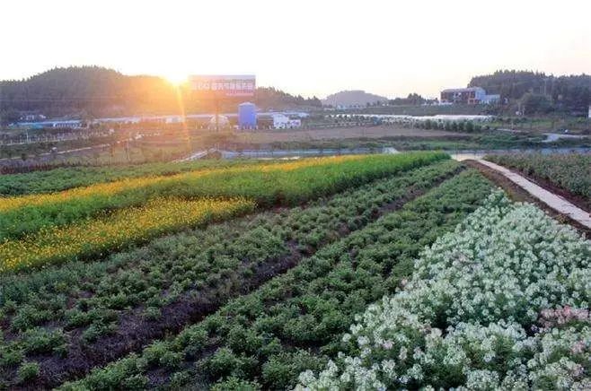 中國農業規模化如何干？3大資源決定成敗