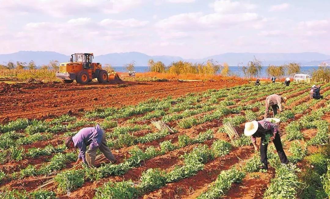 三農日報|國家鼓勵發展互聯網云農場；農村交易新模式：農產品換購