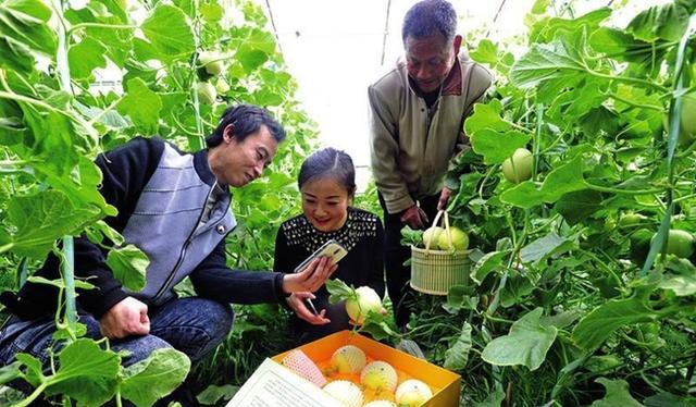 視頻直播為啥成了“新農活”？