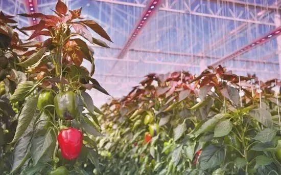 三農日報|“十四五”農業重點領域：數字農業農村、現代種業；未來農業不再是第一產業